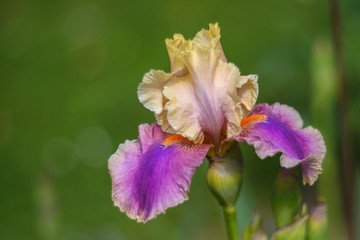 Iris germanica. Closeup of flower bearded iris 