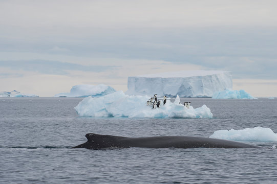 Humpback Whale logging