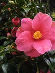 Flor y gotas