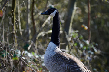 Oies sauvages