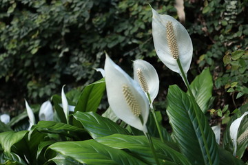 Beautiful examples of white arturium - Brazilian plant
