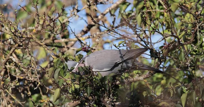 pigeon ramier se nourissant de lierre