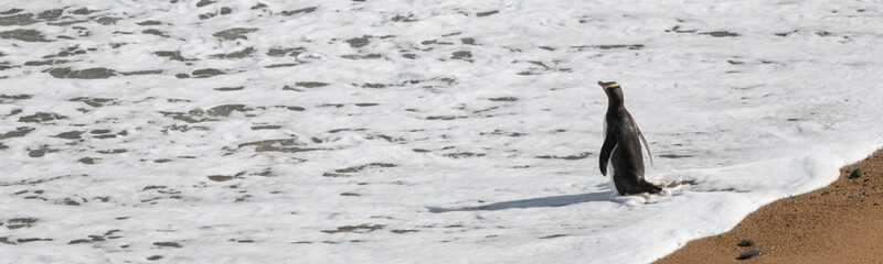 Yellow-eyed penguin entering the sea water at Bushy beach in New Zealand.