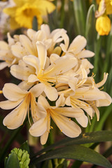 Blooming delicate clivia against a background of lush greenery. A symbol of joy, spring and good mood.
