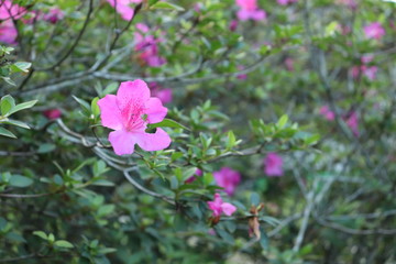 Set of pink color flowers