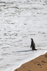 Yellow-eyed penguin entering the sea water at Bushy beach in New Zealand.