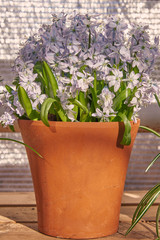 Delicate lace Scylla in a ceramic pot on a wooden windowsill. Spring flower background, a symbol of happiness and good mood.