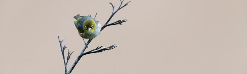 Silvereye on a dry branch at Bushy beach in New Zealand.