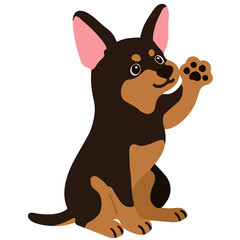 Flat colored Miniature Pinscher sitting waving hand