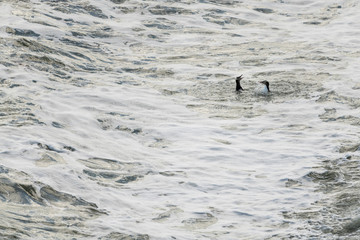 Yellow-eyed penguin couple in the water fluttering and squawking each other at Bushy beach in New Zealand.