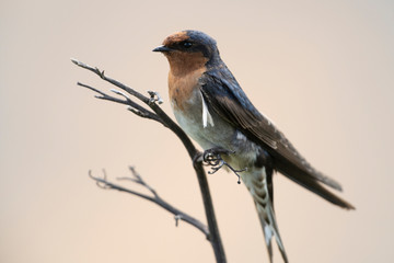 Welcome swallow on a dry branch at Bushy beach in New Zealand.