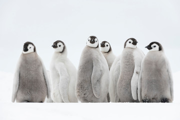 Emperor Penguins chicks on ice in Antarctica