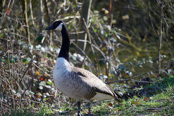 Oies sauvages