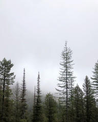 Mountain Forest evergreen conifer trees covered by fog mist Montana