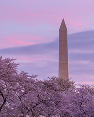 Cherry blossom at Tidal Basin in Washington DC with the Washington monument in the background at...