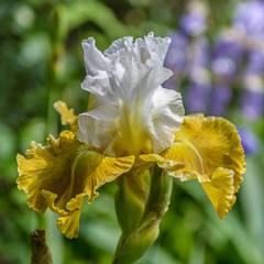 Iris germanica. Closeup of flower bearded iris 