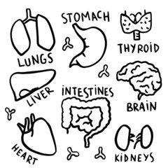 Naklejka premium Set of cute hand drawn human organs with their names hand written. Drawn in a childish style, unstraight lines, black and white silhouettes and outlines. 