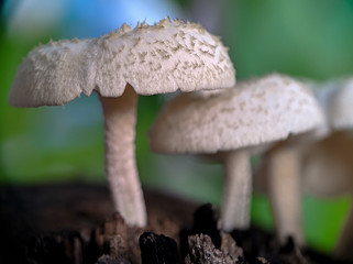 Mushrooms - mushrooms on tree trunks, close up details of white mushrooms