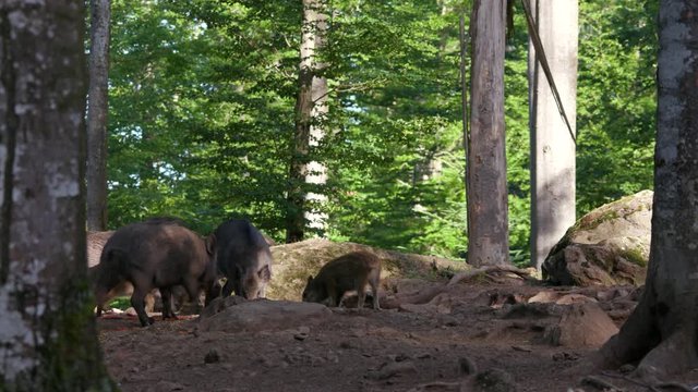 wild boar sounder in the forest