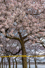 Cherry blossom at Tidal basin in Washington DC at sunrise with Police Line do not cross due to Corona  Covid-19 virus