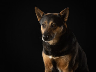dog on a dark background. Beautiful pet. Animals in the studio.