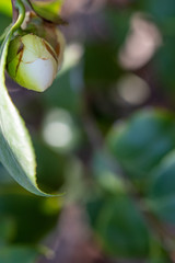 Flower of white camellia japonica Linda rosazza