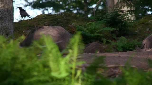 wild boar sounder in the forest