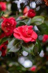 Blooming red camellia japonica emperror of russia