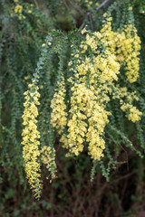 Blooming yellow bush of Acacia pravissima