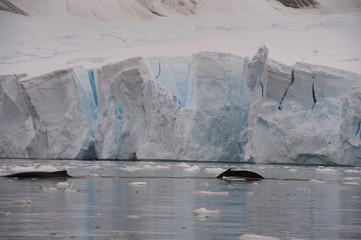 Humpback Whale travel a long iceberg