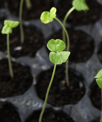 growing seedlings for the garden in spring,small seedlings for the garden, germinating seedlings,