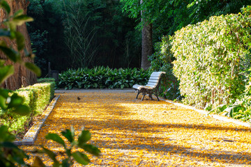 Banco solitario en el parque cubierto de flores amarillas