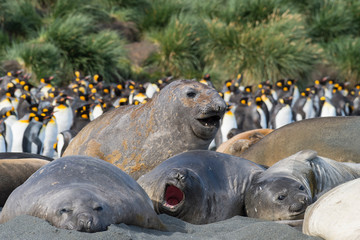 Elephant Seals Play Wrestling Biting