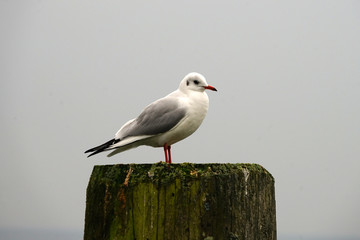Möwe am See