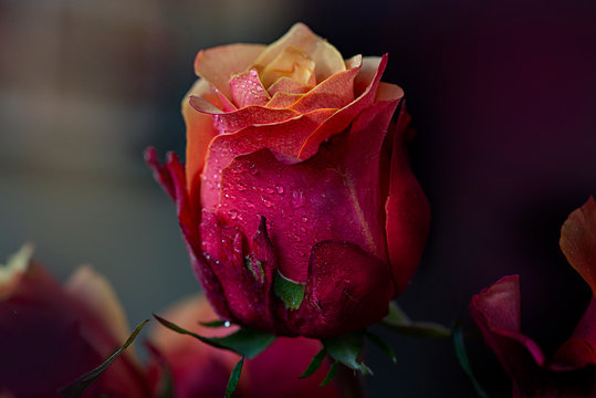 Wallpaper Red Rose in Black Background Background  Download Free Image
