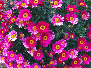 Close up fuchsia pink daisy chamomile chrysanthemum flower