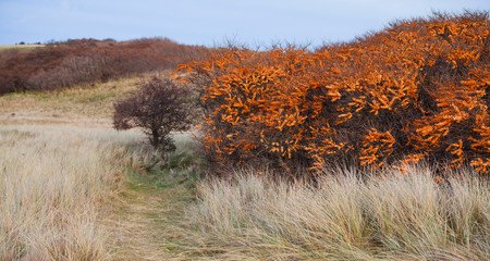 Orange fruit on the sea buckthorn bushes in nature -  Scottish cast during the winter.