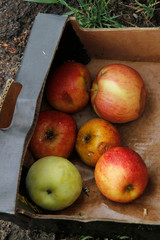 Rotten apples in a box