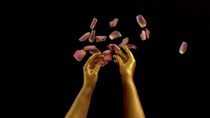 Hands on gold paint disassemble rose flower. Woman gold hands tear rose flower.