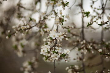blossomed cherry tree.romantic spring background