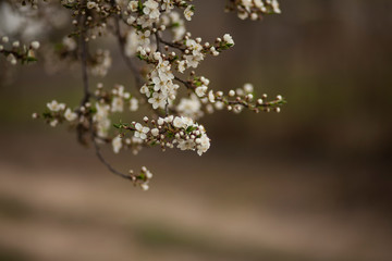 blossomed cherry tree.romantic spring background