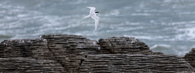Flying tern of the white-fronted tern colony at Pancake rocks, with a fresh fished fish,  New...