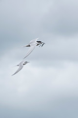 Flying terns of the white-fronted tern colony at Pancake rocks, with a fresh fished fish,  New Zealand.