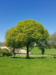 tree in park