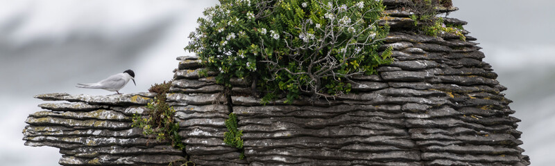 Active tern of the white-fronted tern colony at Pancake rocks, New Zealand.