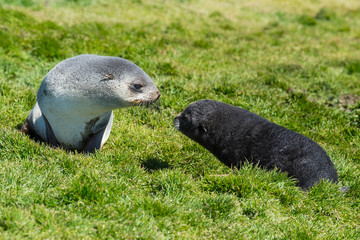Obraz premium Antarctic fur seals pup close up in grass
