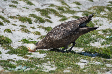 Brown Skua with egg