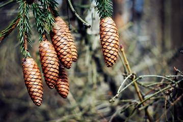 Old pine cones.