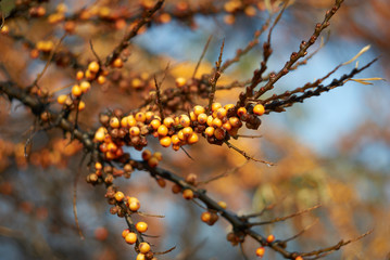 Autumn harvest of sea buckthorn.