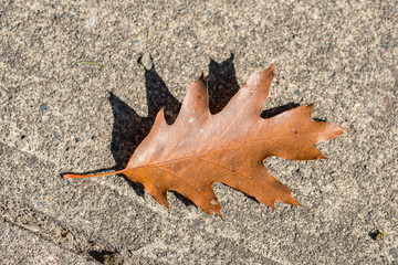 Fallen Oak Leaf in Autumn